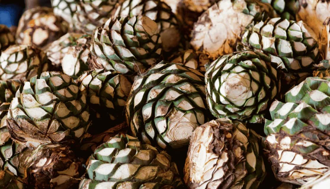 agave